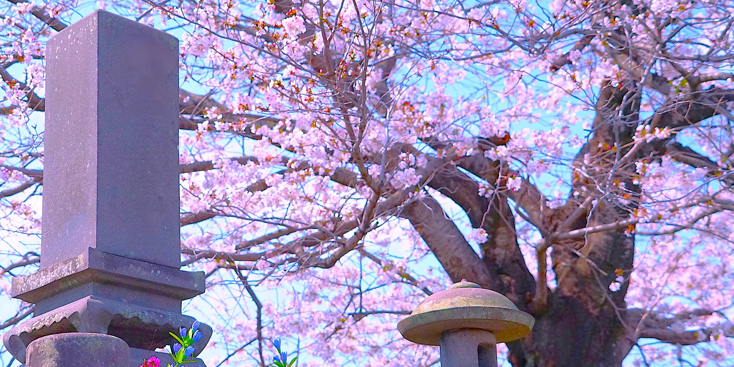 桜の下のお墓